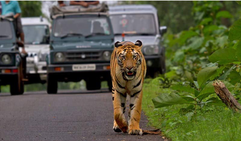 Maharashtra Wild Trail Tour